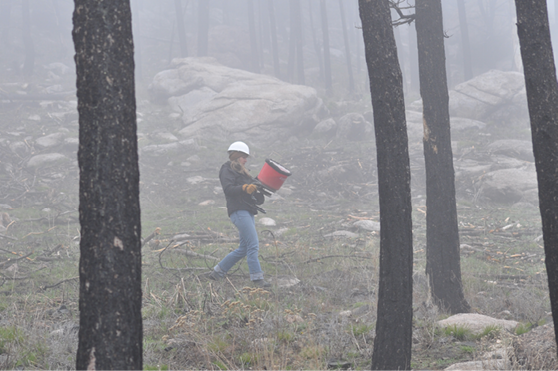 Woman carrying red broadcast seeder  Burned tree trunks in foreground 