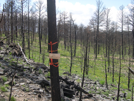 Small burned strees stand in green field 