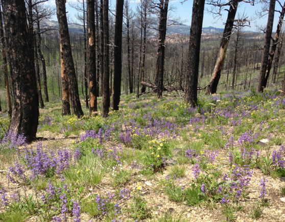 Purple and yellow wildflowers growing near burned trees 