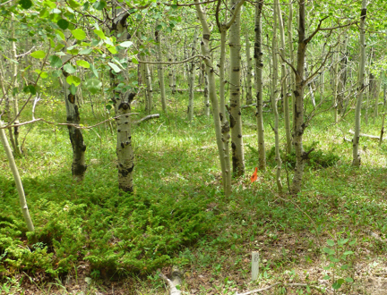 Quaking aspen and low  green undergrowth 