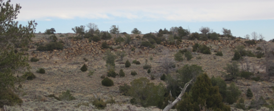 Large herd of elk grazing on dry and rocky hillside 