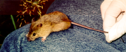 Small brown mouse held by tail on researcher s knee 