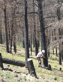 Man in white hardhat using an orange chainsaw to cut down a dead pine tree 