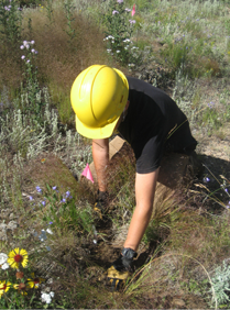 Man in yellow hard hat plants a pine seedling 