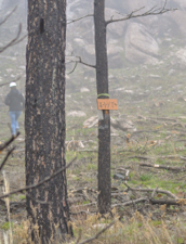 Small clearing with burned trees in the foreground and large boulders in the background 