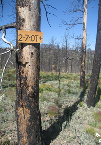 Burned trees and green vegetation 
