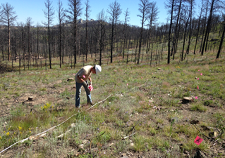 Man placing landscape flags to indication seedling locations 