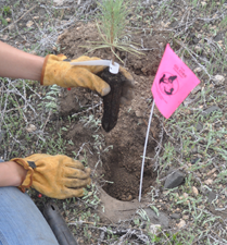 Seedling being planted in hole 