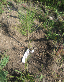 Close-up of seedling showing white tag 