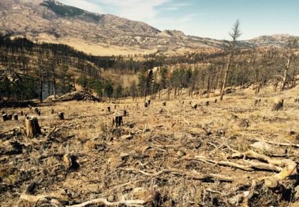 Dry  yellow clearing littered with slash 