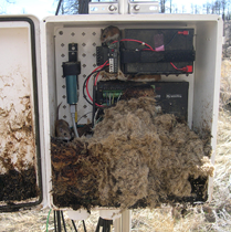 Mouse nest in weather station box 