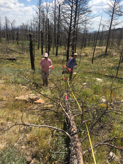 Two researchers in clearing placing landscape flags 