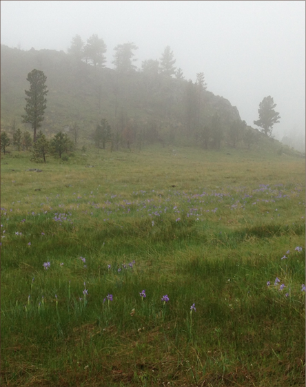 Green  grass meadow with purple flowers growing throughout 