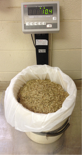 Bucket of grass seed on scale 