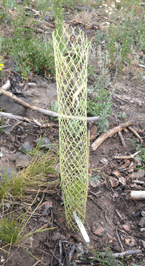 Close-up of pine seedling in yellow mesh tree guard 
