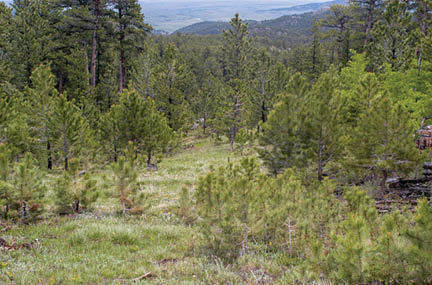 Forested area with green grass and green ponderosa pine 