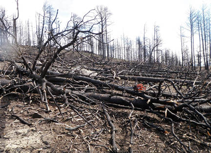 Fallen burned trees litter a hillside 
