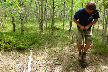Man digging hole in aspen grove 