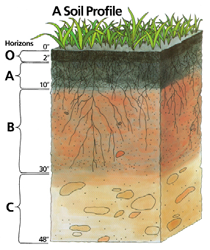 Illustration of soil profile 