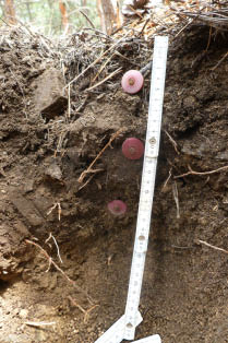 From inside a hole  the image shows markers showing where the various layers are in the soil profile 