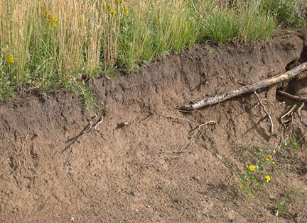 Dirt embankment with grasses growing at the top 
