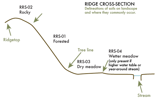 Illustration showing a cross-section of a typical ridge at the research site 