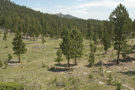 Dense and sparse ponderosa pine forest on a slope at the research site  
