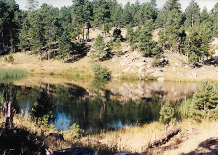 Small pond near a small slope with pine trees growing on it 