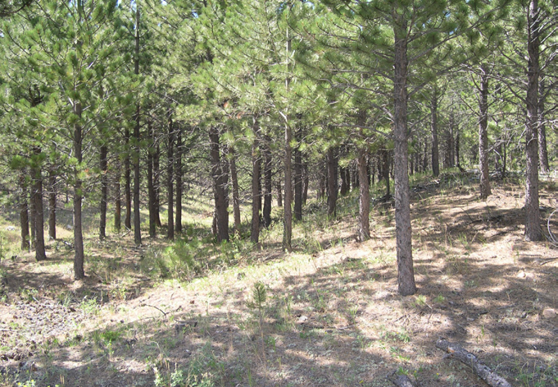 Small clearing in a pine forest 