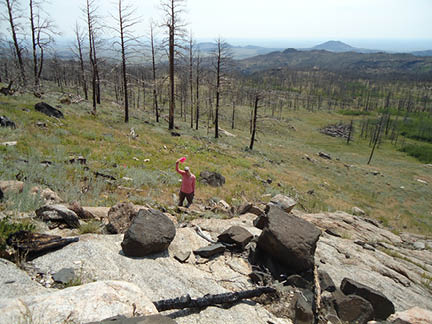 Slope with burned trees  green grasses  and large boulders 