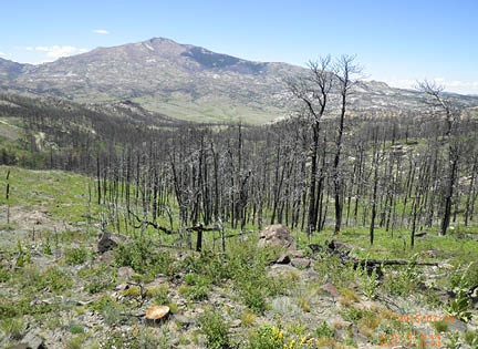 Slope with green vegetation  mostly grasses  and burned trees 