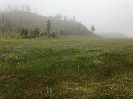 Meadow with green grasses and purple irises 