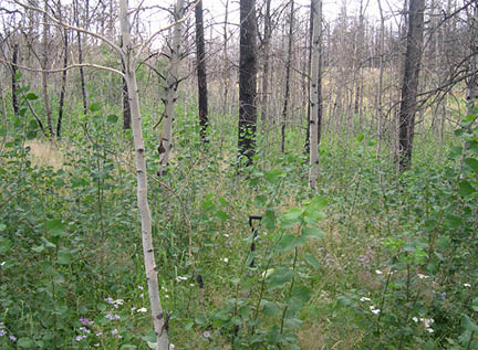 Quaking aspen growing near burned trees 