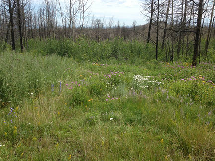 Clearing surrounding by burned trees 