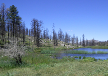 Small pond surrounded by grasses  boulders  and burned and living pine trees 