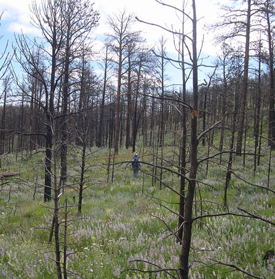 Vegetation  including purple lupine  growing around burned trees 