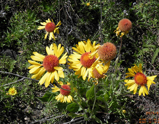 Close-up of yellow flowers with orange fuzzy middles 