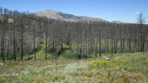Burned trees with green vegetation on a slope 