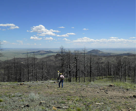 Two researchers stand at the top of a hill overlooking the research site  Burned trees are in the background 