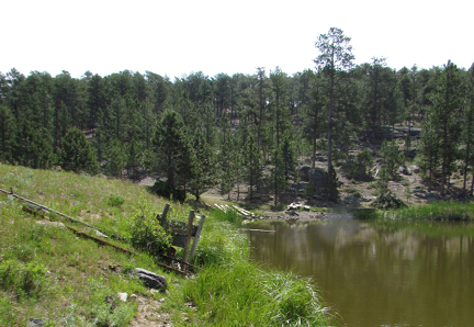 Greenish-brown pond surrounded by grassy and pine-covered slopes 