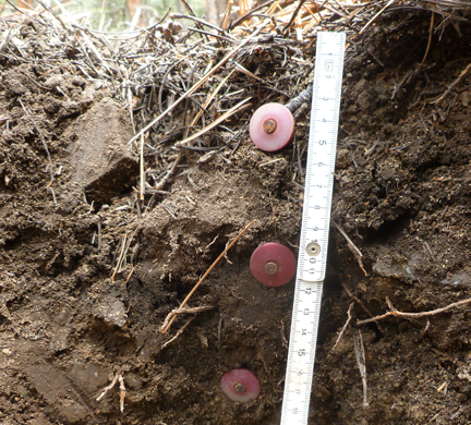 Close up of inside a dirt hole with red markers showing the intervals 