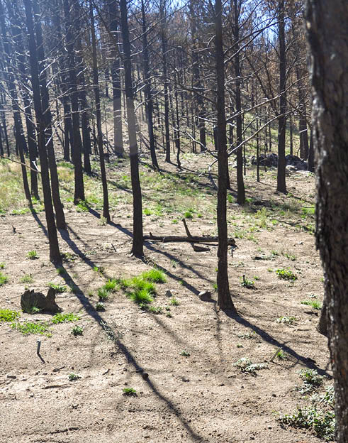 Dry soil  burned trees  and the beginning of green grass growing here and there 