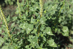 Close up of Palmer amaranth showing its watermarked pointed leaves and tall, cyclindrical, prickly flower structure.