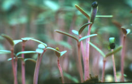 Palmer amaranth seedlings are very small and have long stems below the first set of leaves.