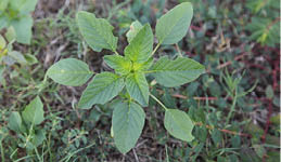 Photo showing the pointed leaves of the palmer amaranth. Leaves are offset from each other.