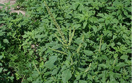 Palmer amaranth shown as a thick green groundcover in this image.