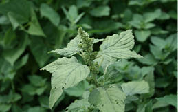 Close up of redroot pigweed's bumpy leaves and shorter flower structure.