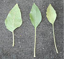 3 leaves with stems laying side by side for comparison.