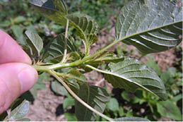 Photo showing the glossy stems of Palmer amaranth.