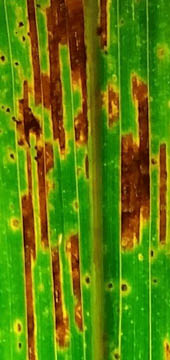 Side-by-side comparison of gray leaf spot lesions to bacterial streak lesions